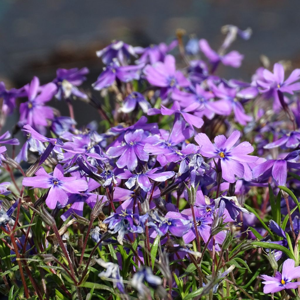 Phlox subulata Purple Beauty