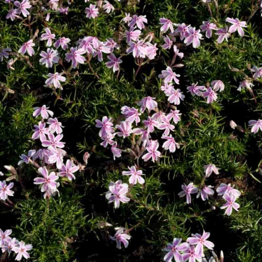 Phlox mousse Candy Stripes