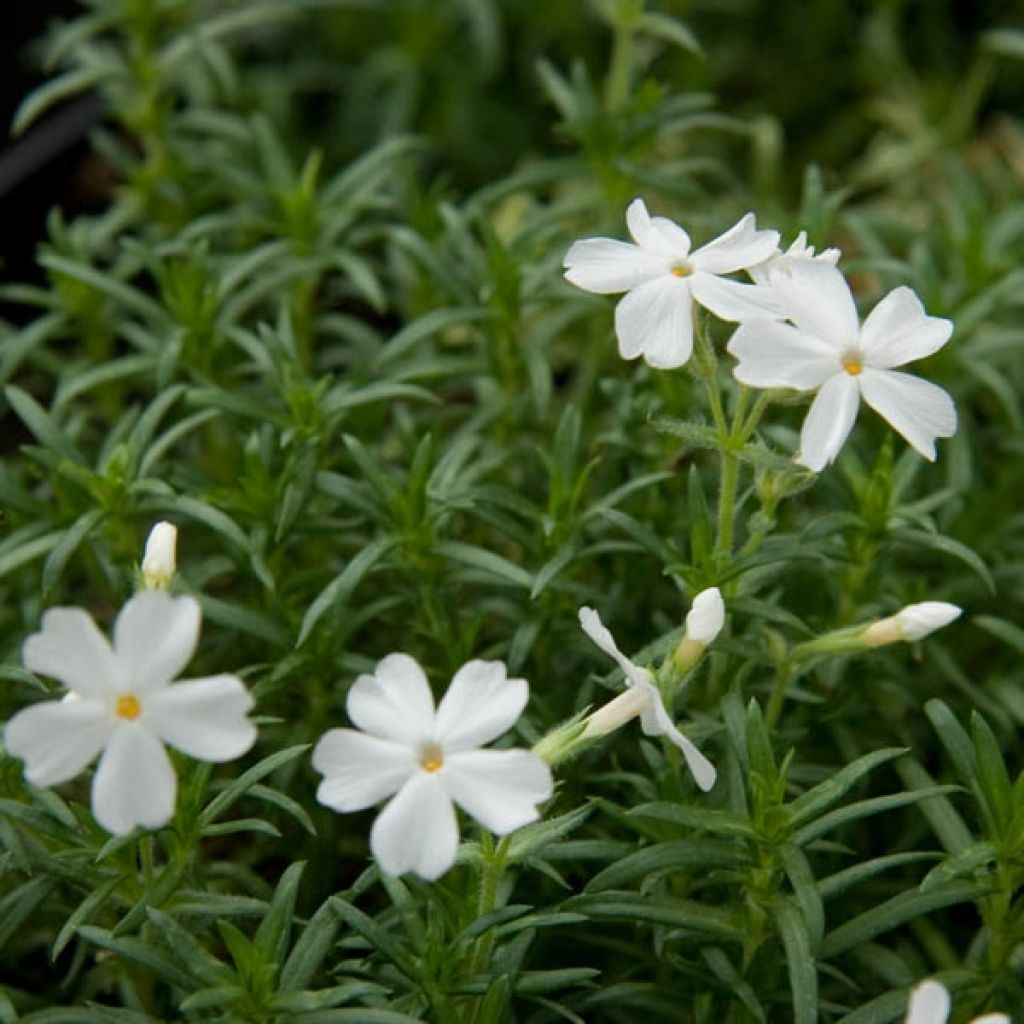 Phlox mousse White Delight