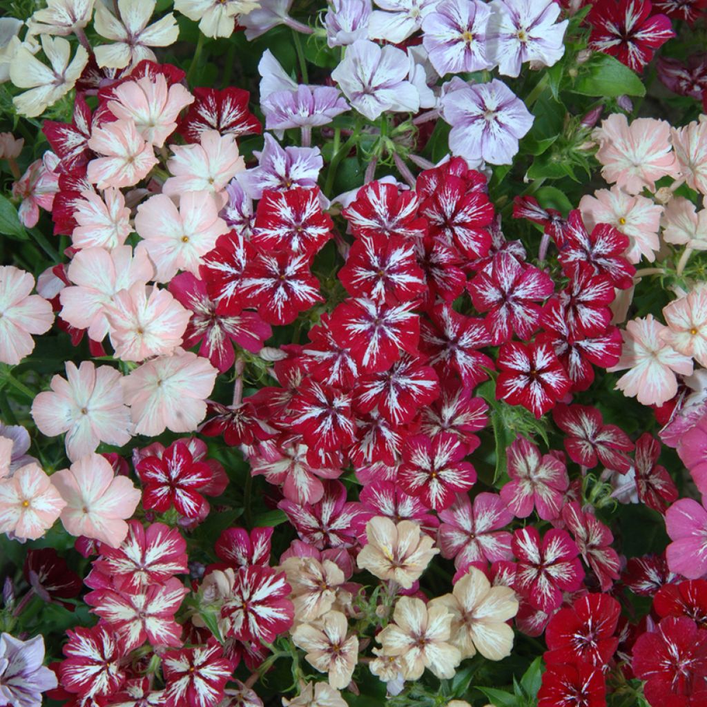 Graines de Phlox drummondii Starry Eyes - Phlox de Drummond