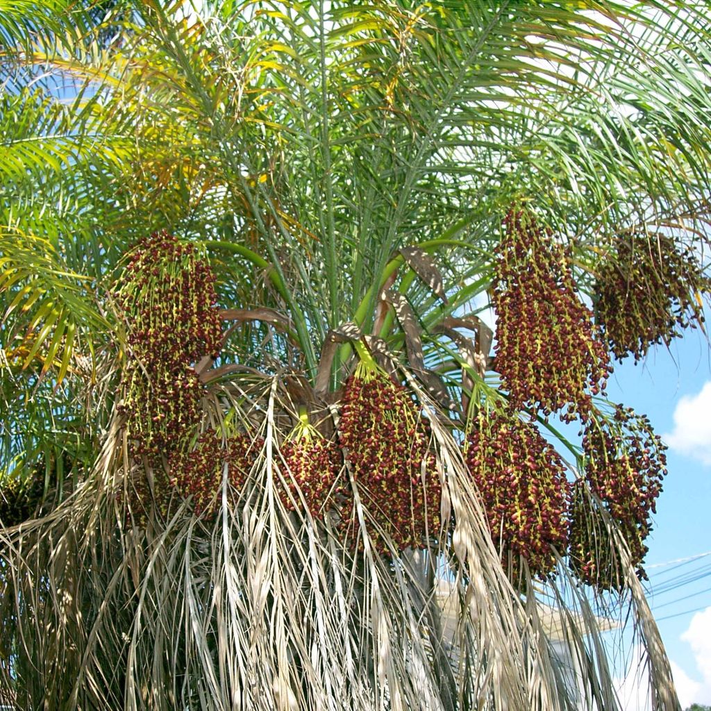 Phoenix roebelinii - palmier dattier nain, Dattier de Mékong 