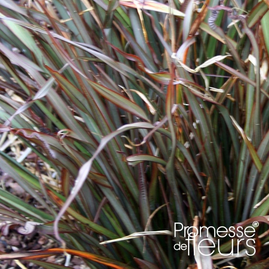 Phormium Rainbow Maiden - Lin de Nouvelle-Zélande