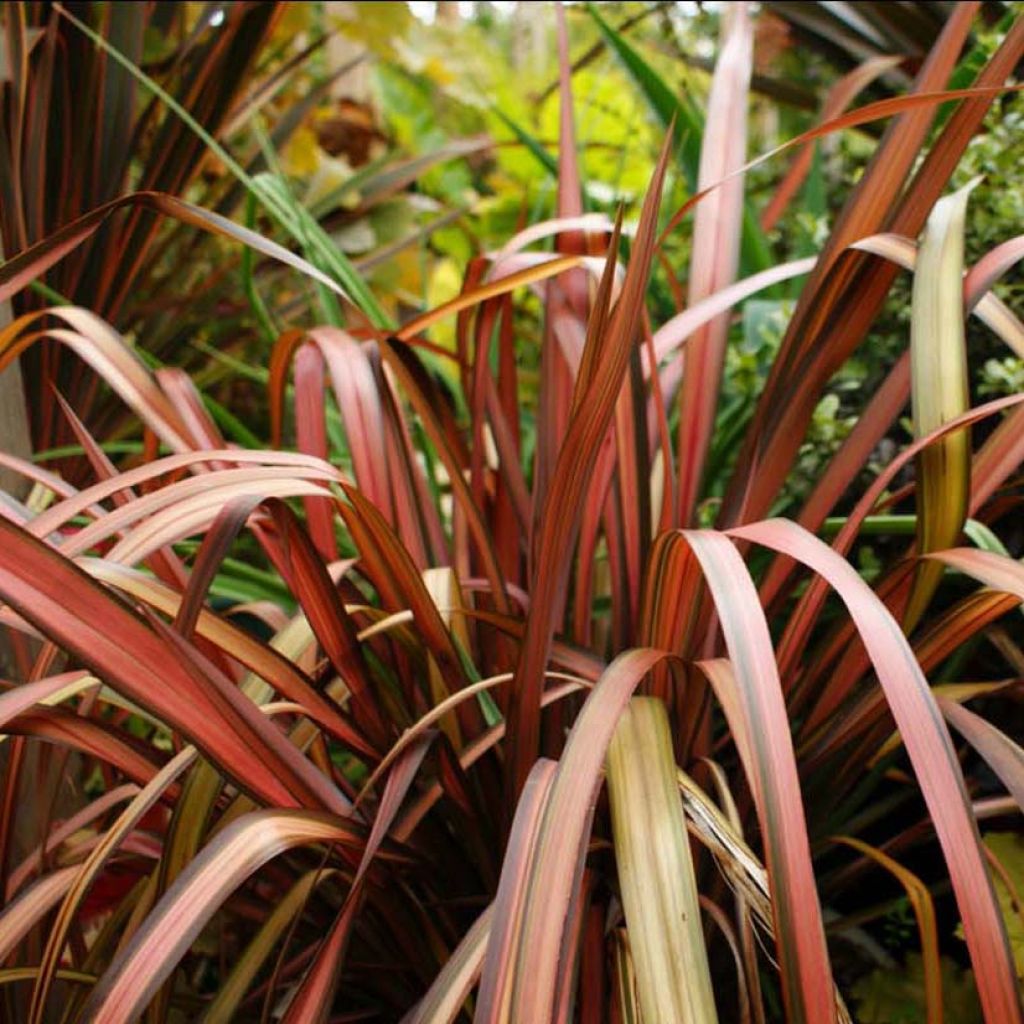 fleurs blanches, pétunias en rouge et phormium en cache-pot en terre cuite