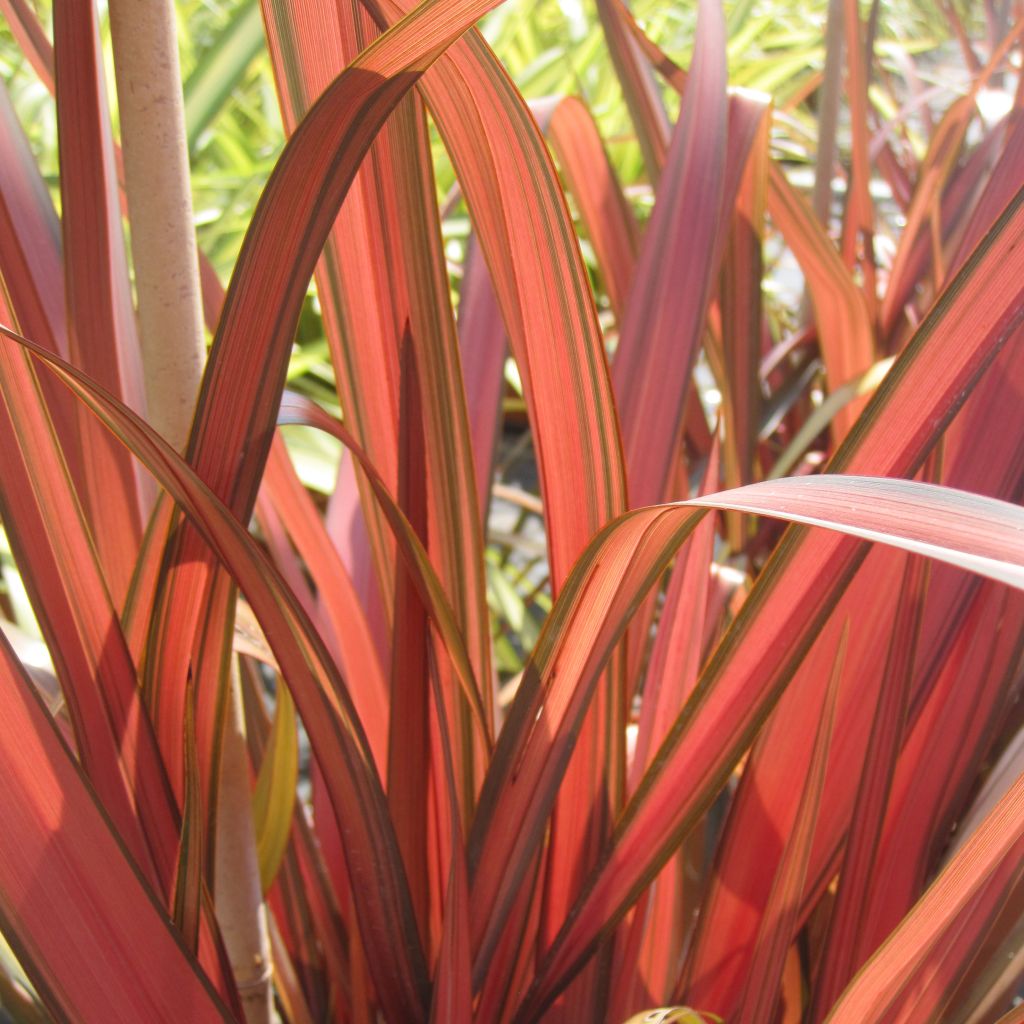 Phormium Rainbow Maiden - Lin de Nouvelle-Zélande