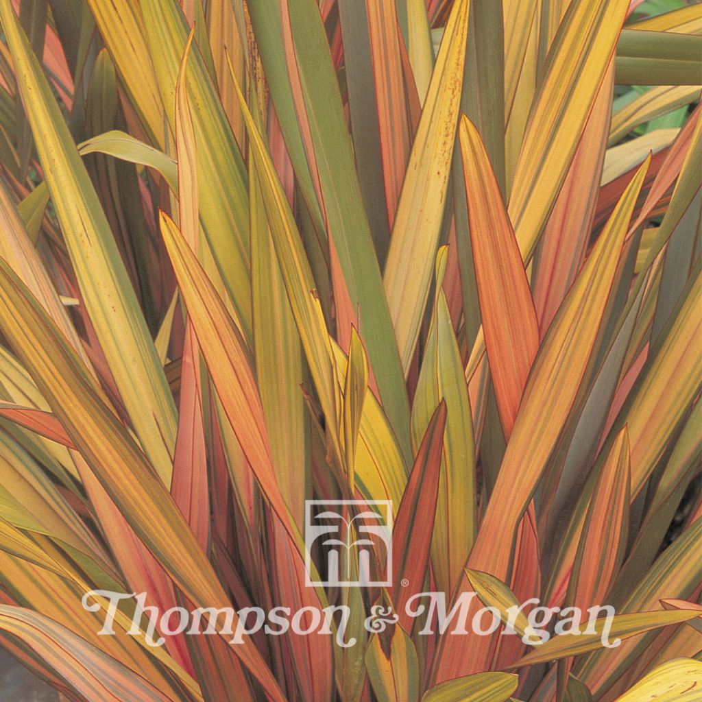 Phormium Rainbow Striped Hybrids