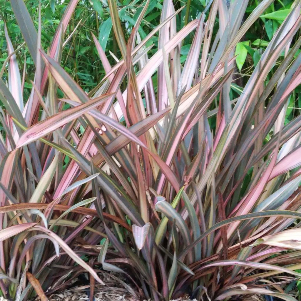 Phormium Rainbow Sunrise - Lin de Nouvelle-Zélande