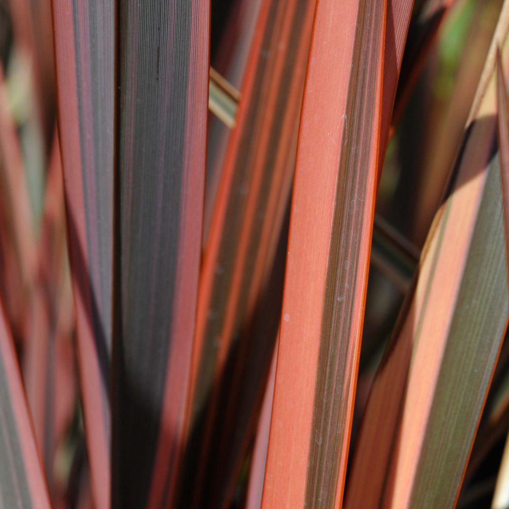 Phormium Sundowner - Lin de Nouvelle-Zélande