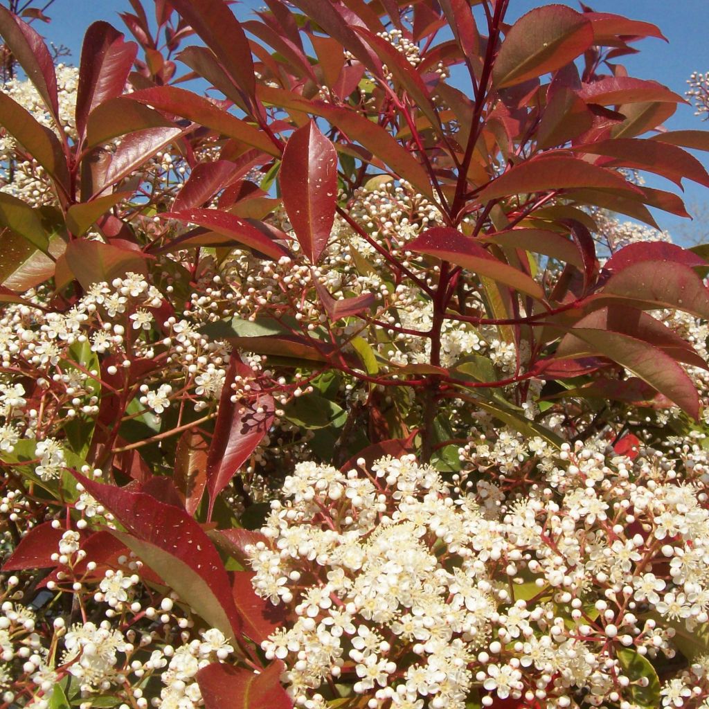 Photinia Fraseri  Little Red Robin - Photinia nain Little Red Ro