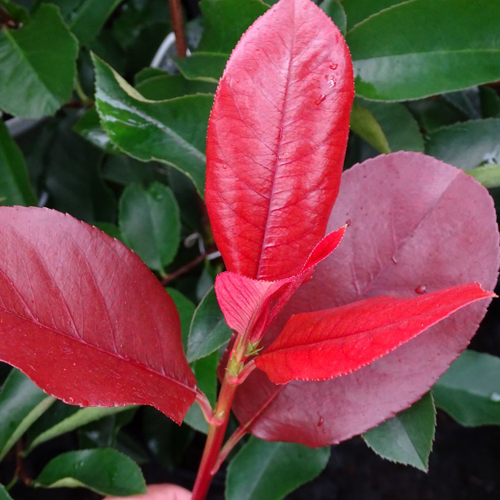 Photinia  fraseri Camilvy