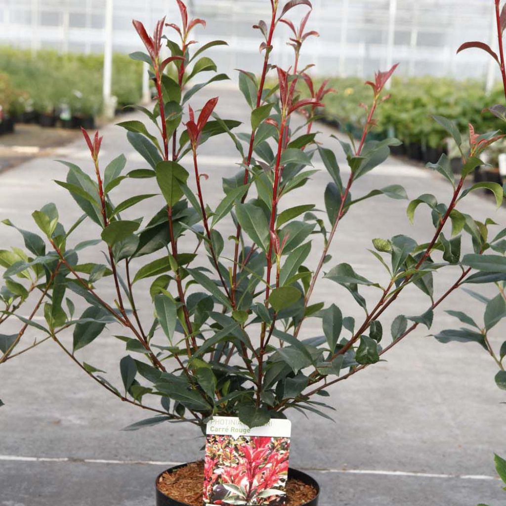 Photinia fraseri Carré Rouge 30/40cm en pot de 3.5L