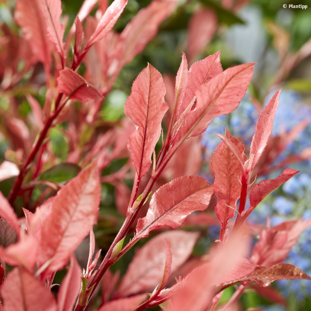 Photinia fraseri Little Fenna