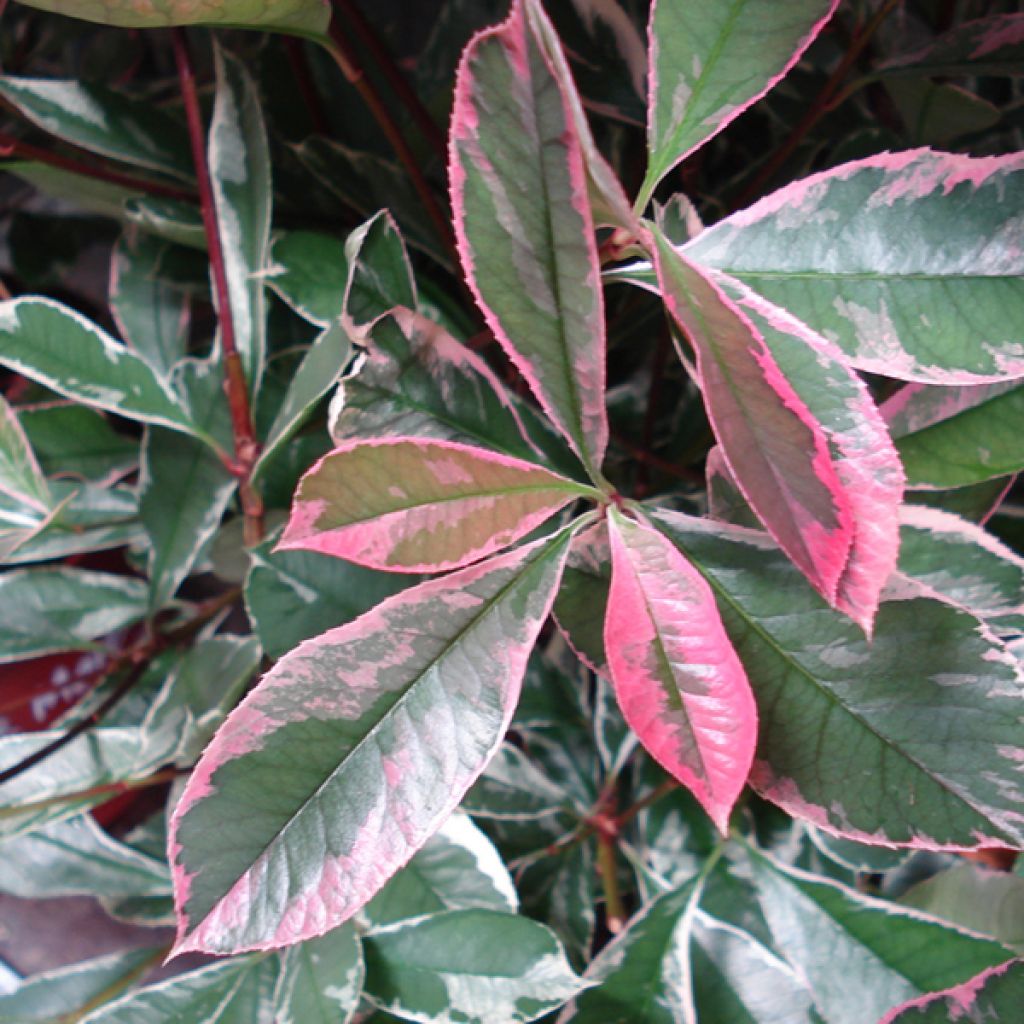 Photinia Fraseri Pink Marble