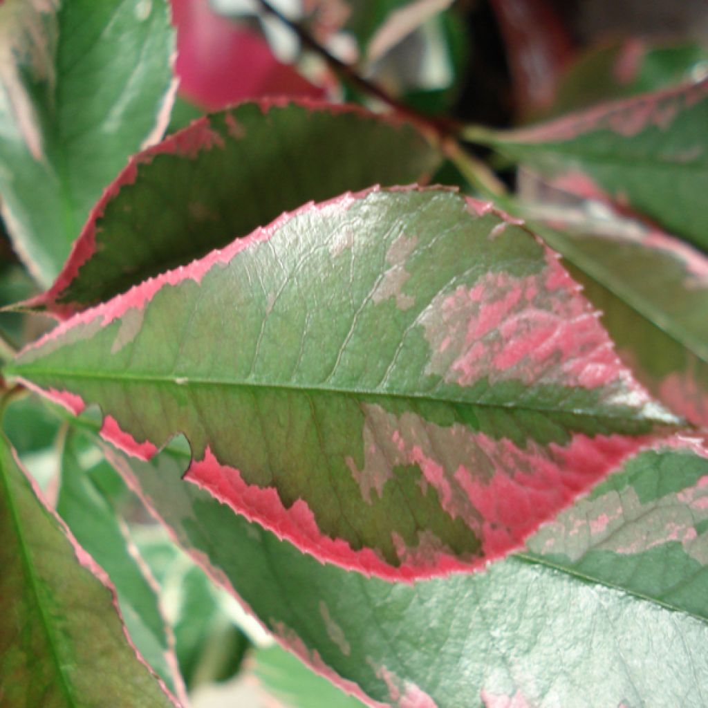 Photinia Fraseri Pink Marble