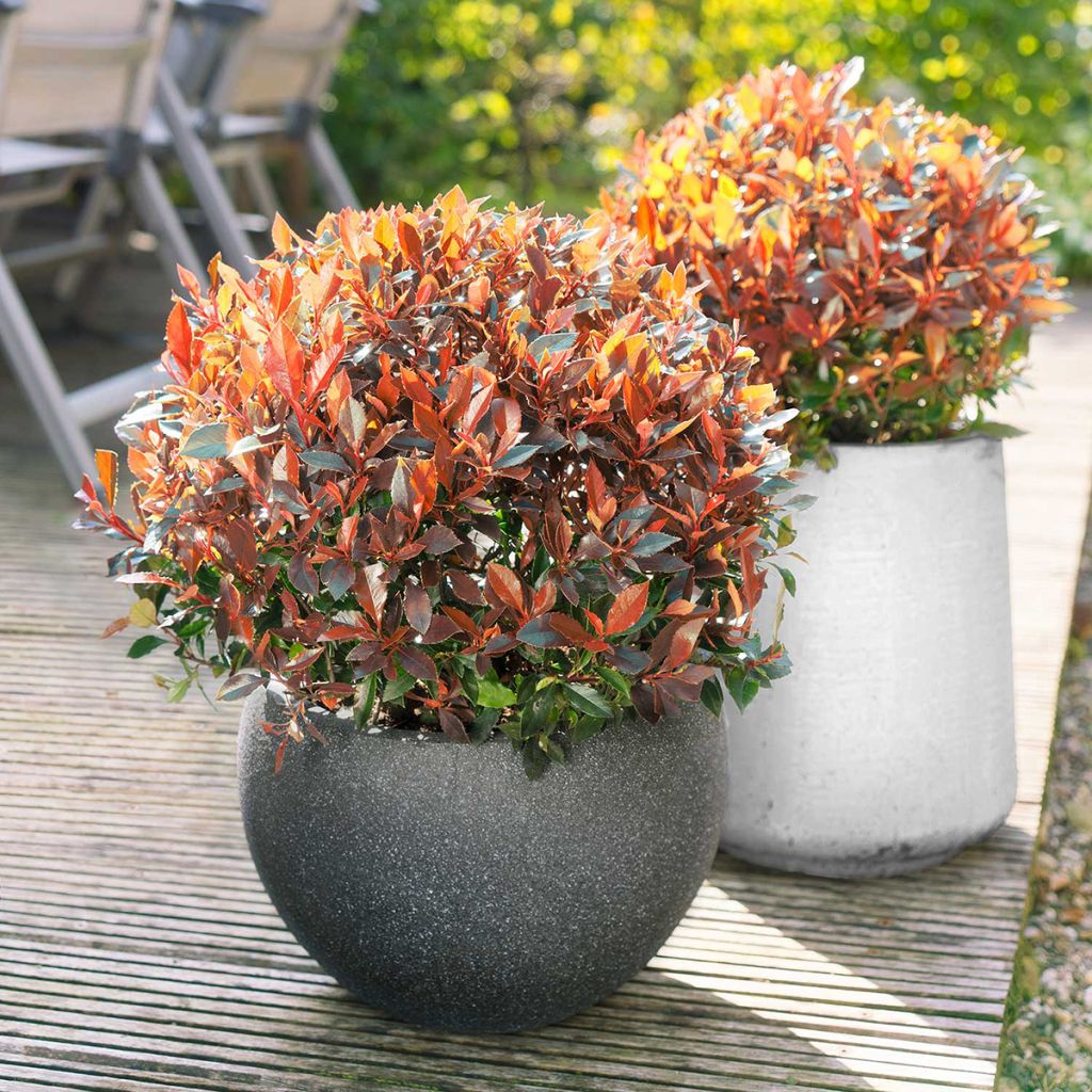 Photinia fraseri Red Ballcoon