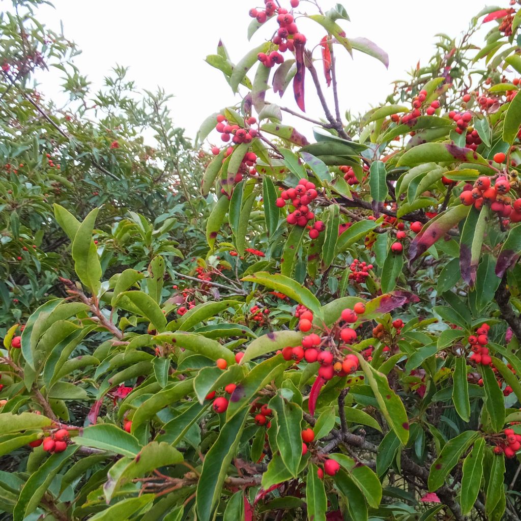 Photinia niitakayamensis