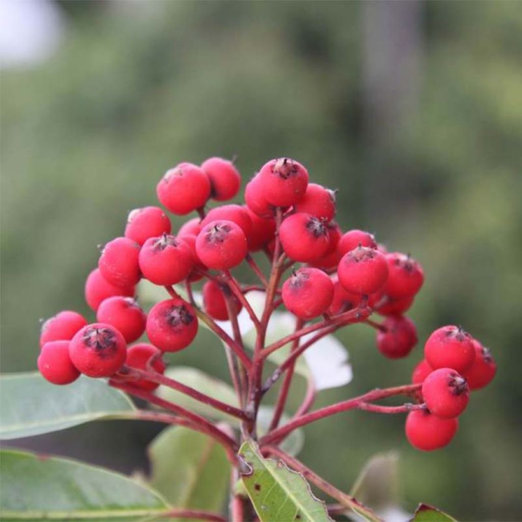 Photinia niitakayamensis