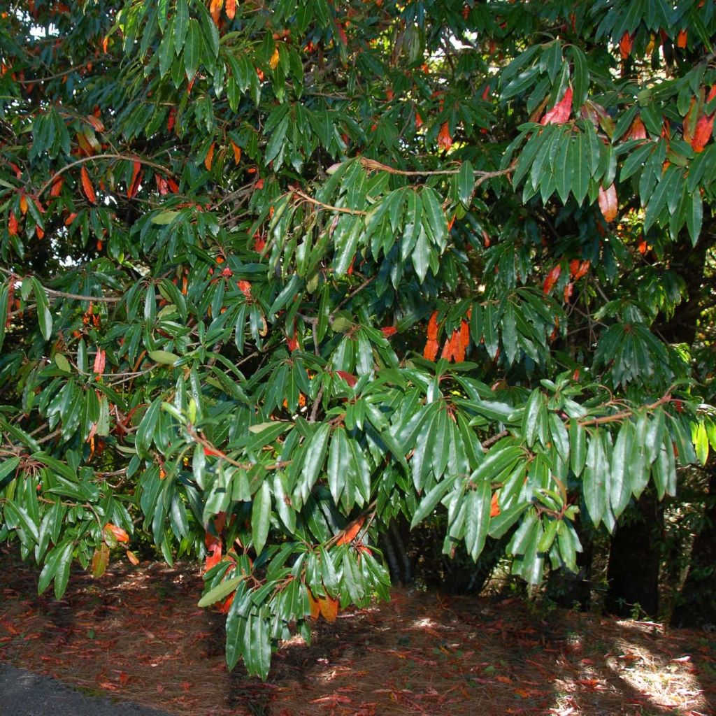 Photinia niitakayamensis