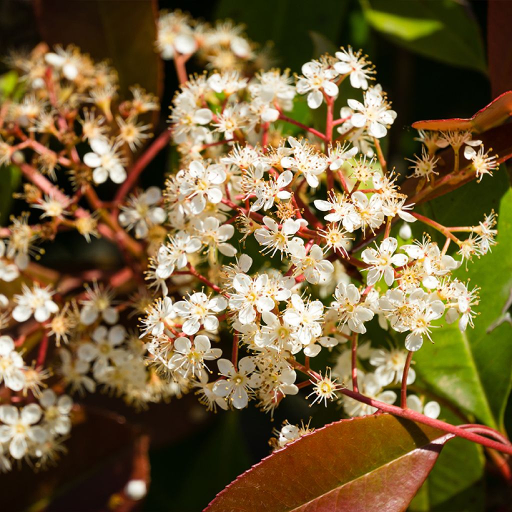 Photinia x fraseri Nana - Photinia nain