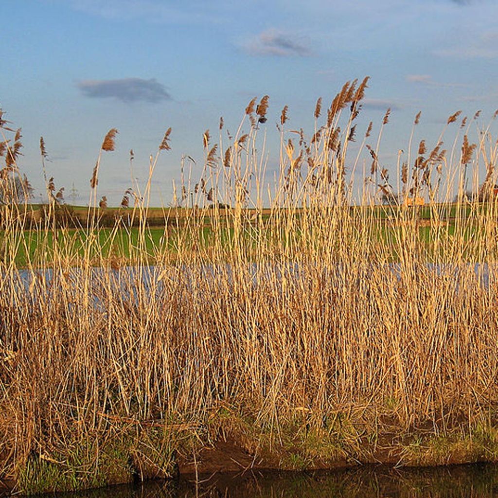 Phragmites autralis - Roseau commun