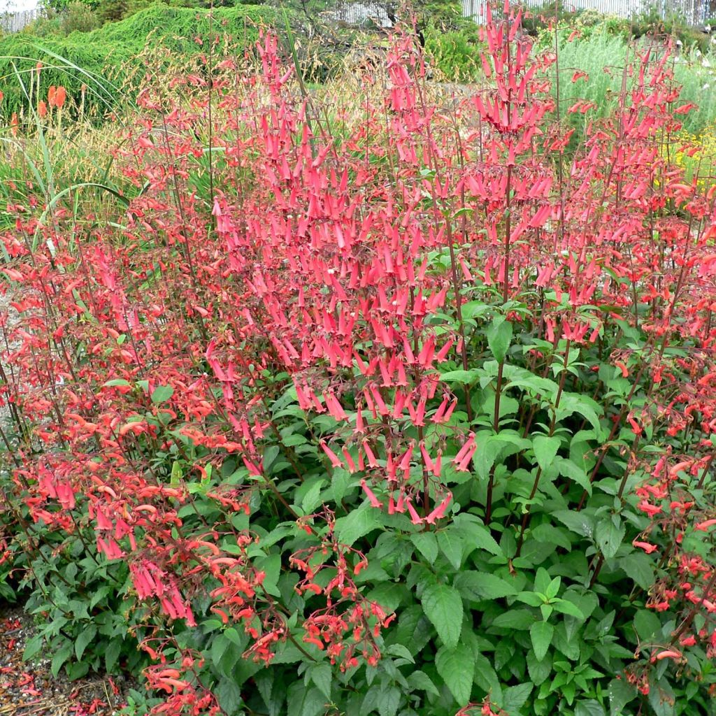 Phygelius capensis - Fuchsia du Cap