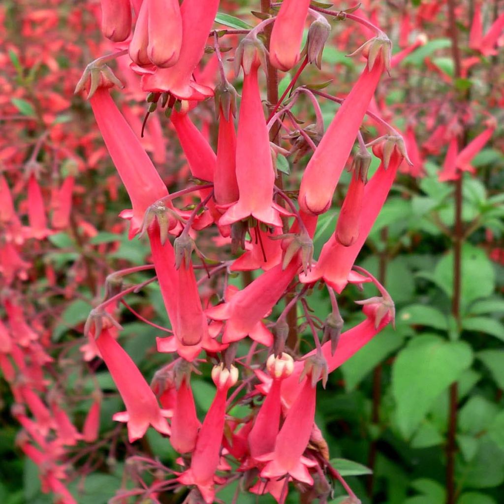 Phygelius capensis - Fuchsia du Cap