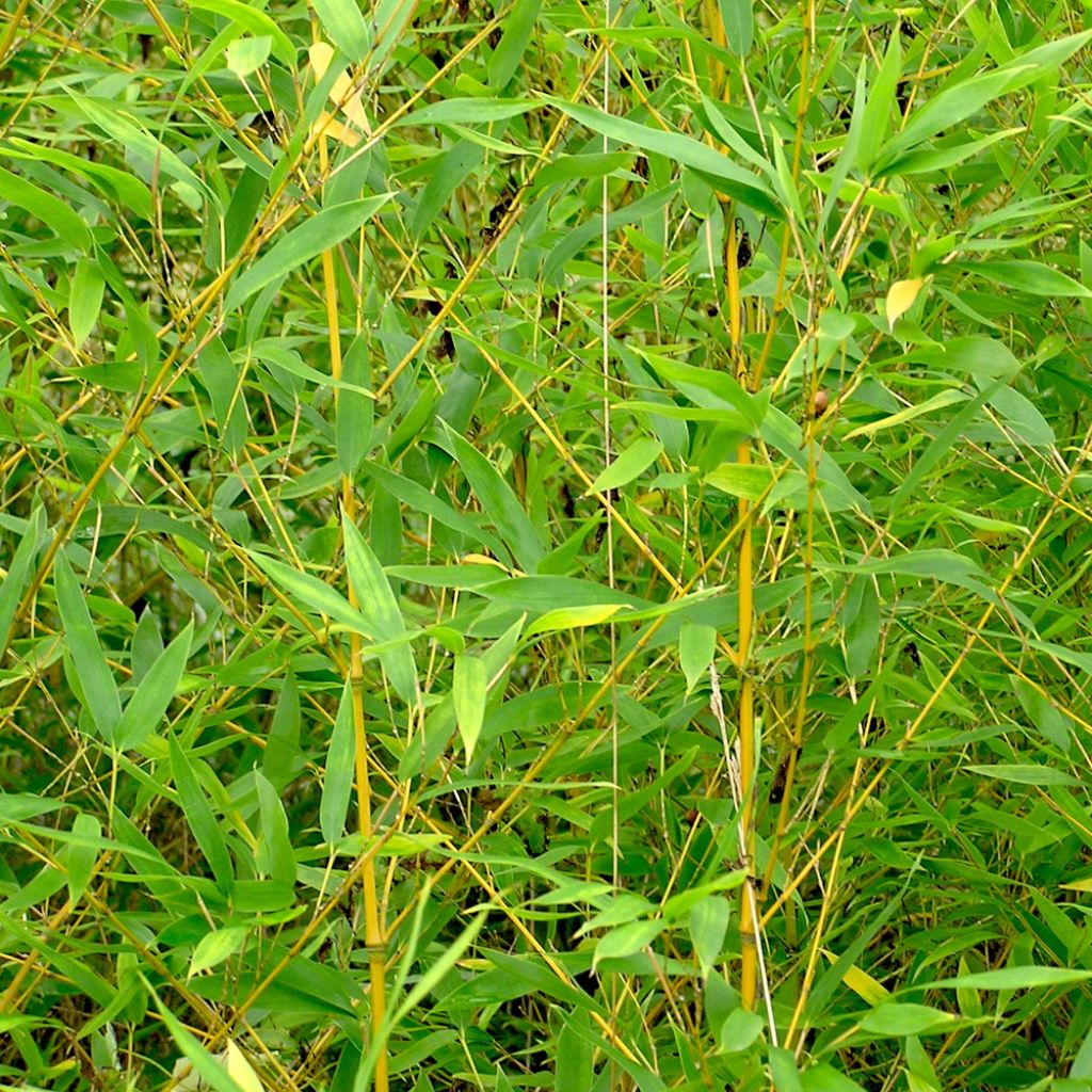 Bambou doré - Phyllostachys aurea