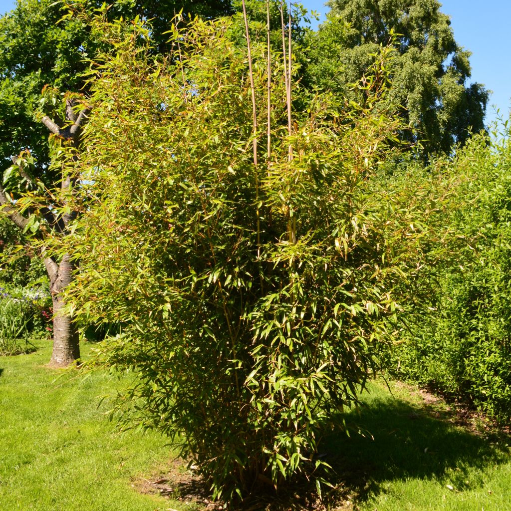 Bambou jaune - Phyllostachys aureosulcata Aureocaulis