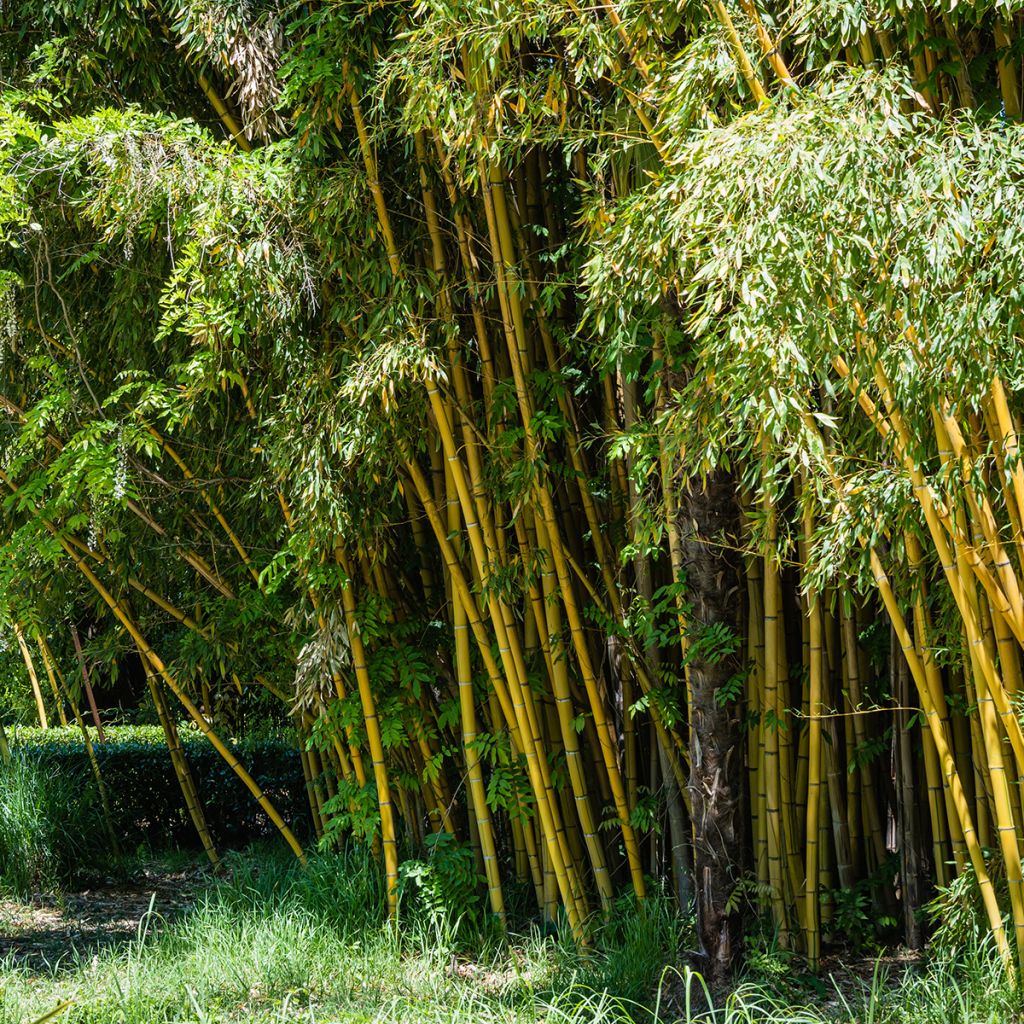 Phyllostachys aureosulcata - Bambou moyen