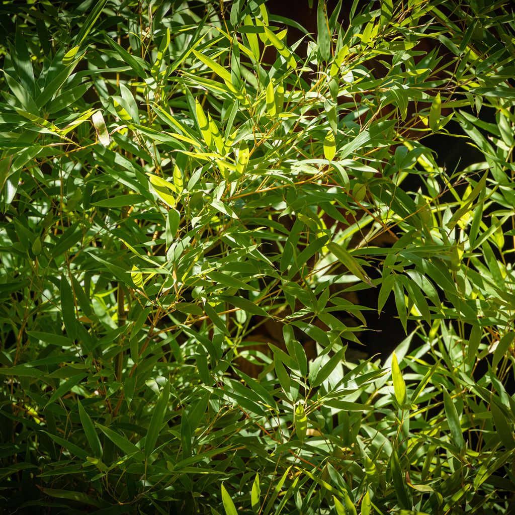 Phyllostachys aureosulcata - Bambou moyen