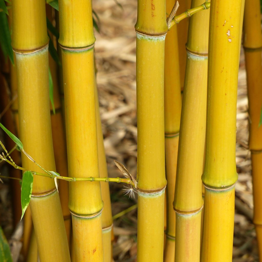 Phyllostachys aureosulcata - Bambou moyen