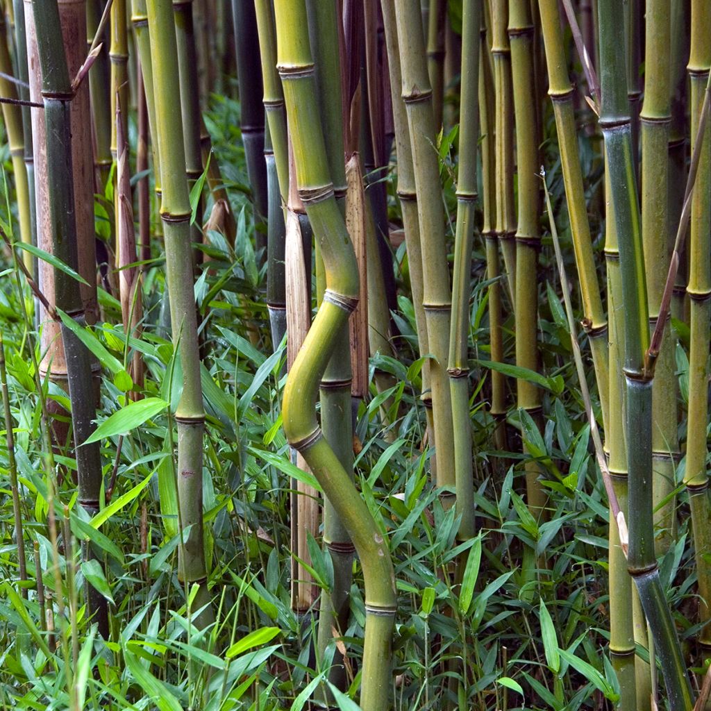 Phyllostachys aureosulcata - Bambou moyen
