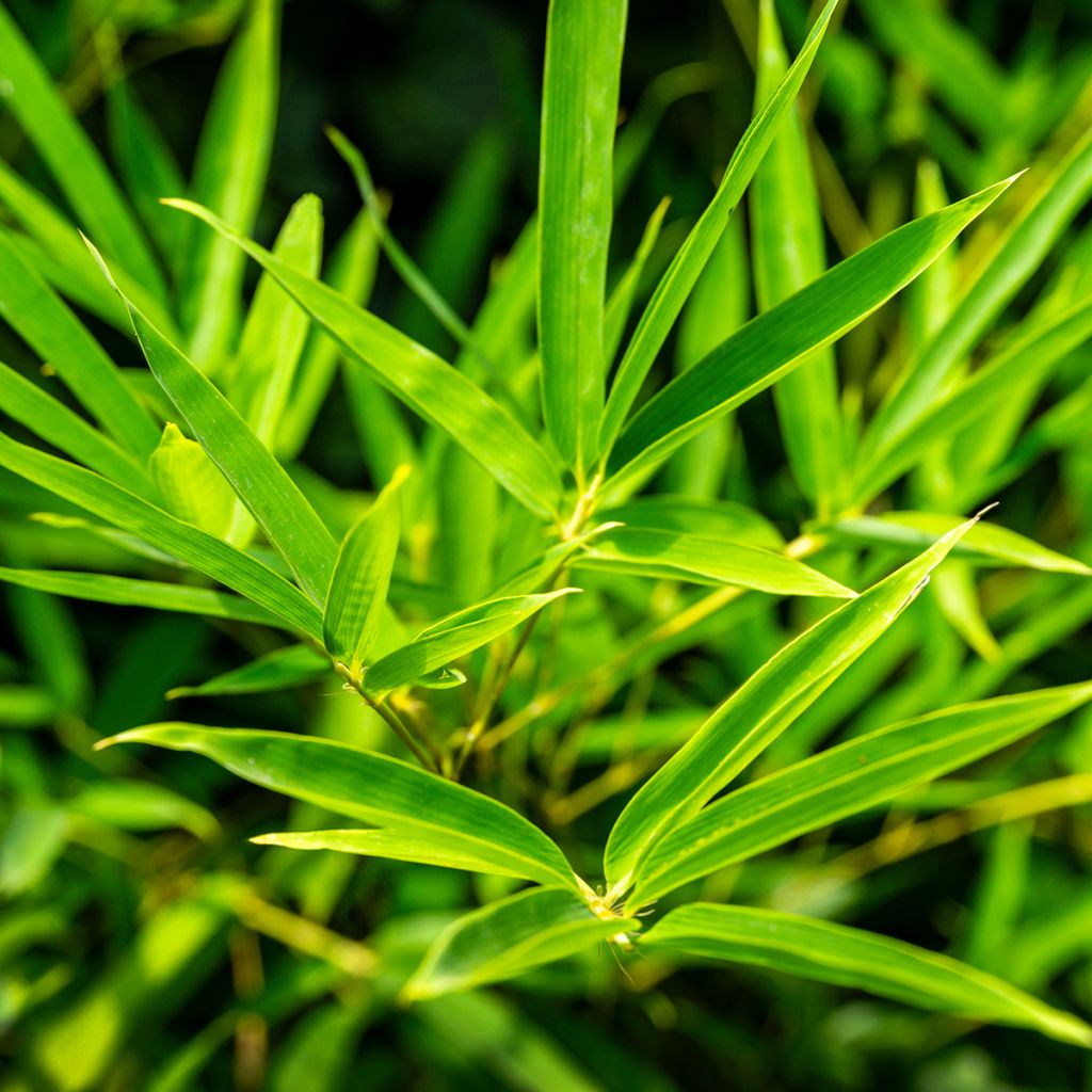 Phyllostachys aureosulcata - Bambou moyen