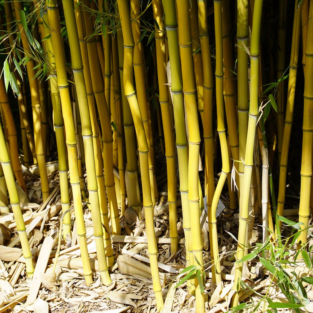 Phyllostachys aureosulcata - Bambou moyen