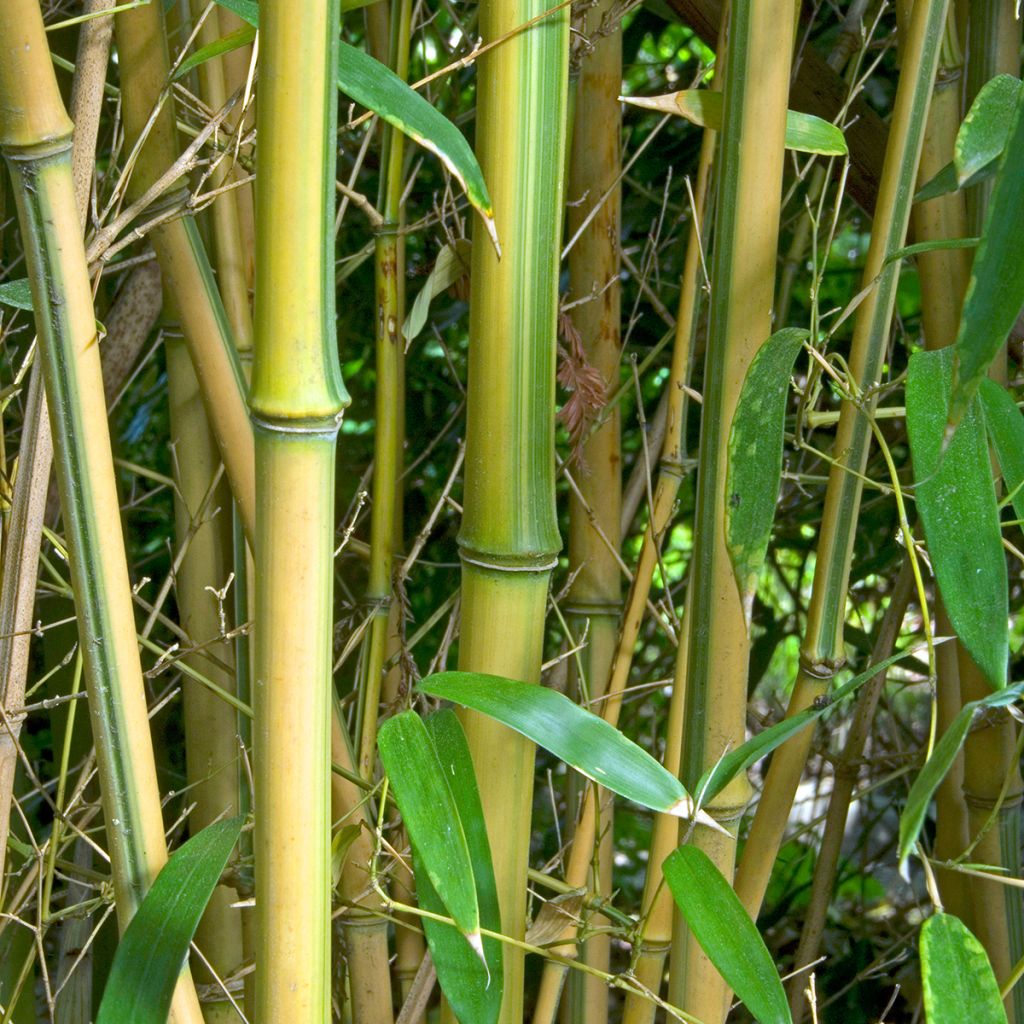 Phyllostachys aureosulcata Spectabilis - Bambou moyen