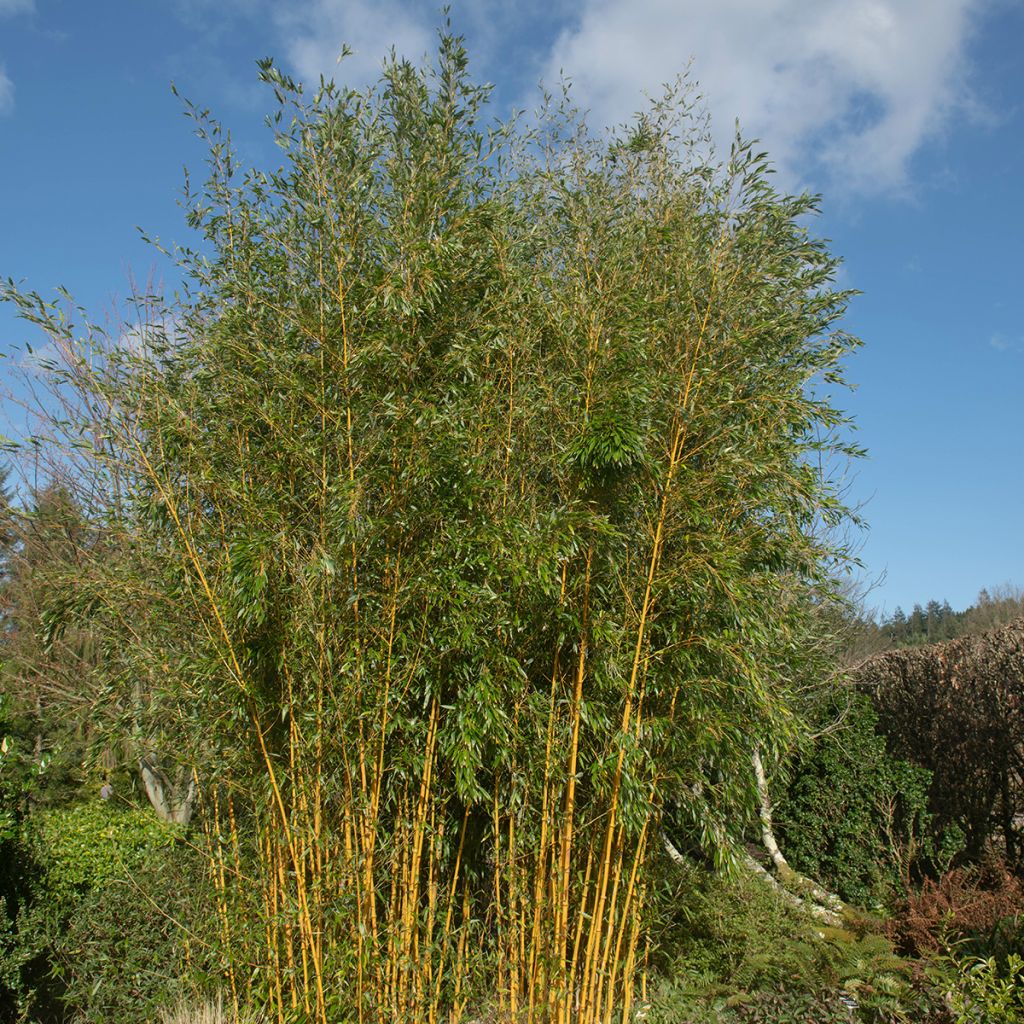 Phyllostachys aureosulcata Spectabilis - Bambou moyen