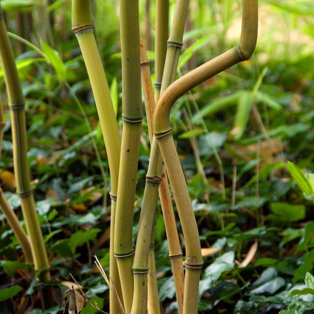 Phyllostachys aureosulcata Spectabilis - Bambou moyen