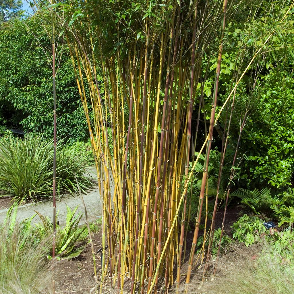 Phyllostachys aureosulcata Spectabilis - Bambou moyen