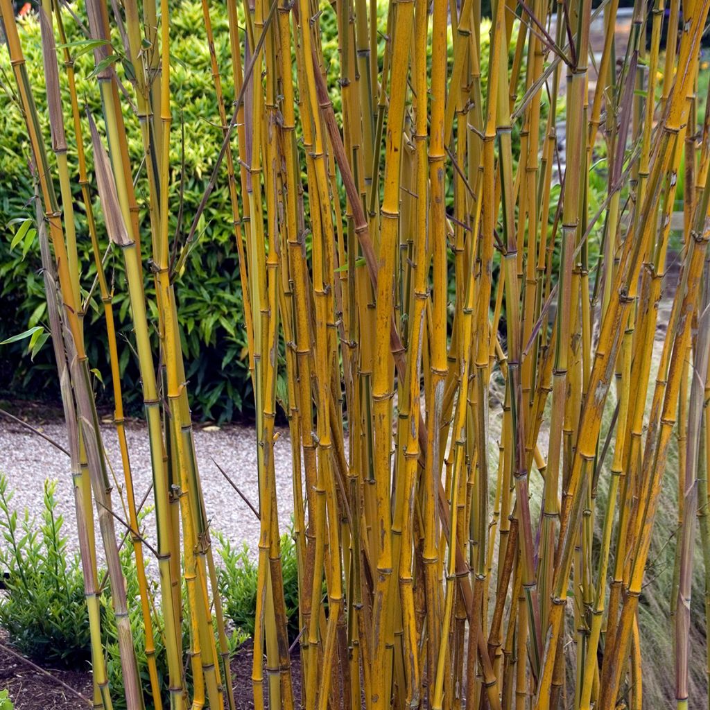 Phyllostachys aureosulcata Spectabilis - Bambou moyen