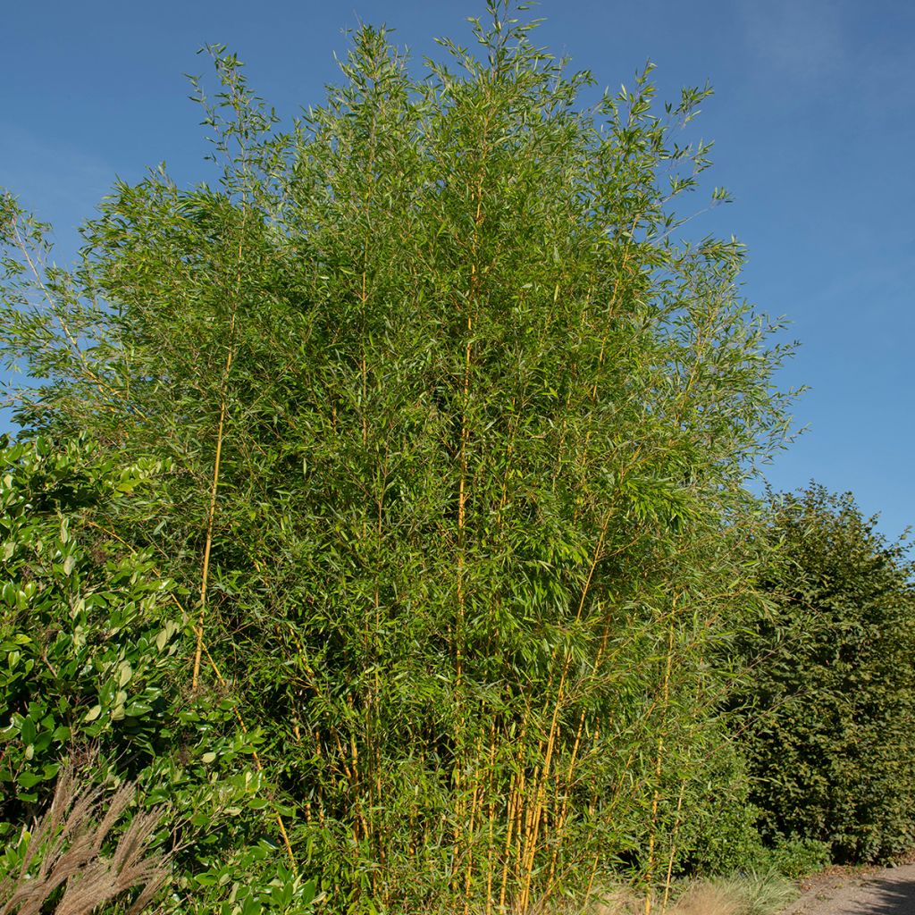 Phyllostachys aureosulcata Spectabilis - Bambou moyen