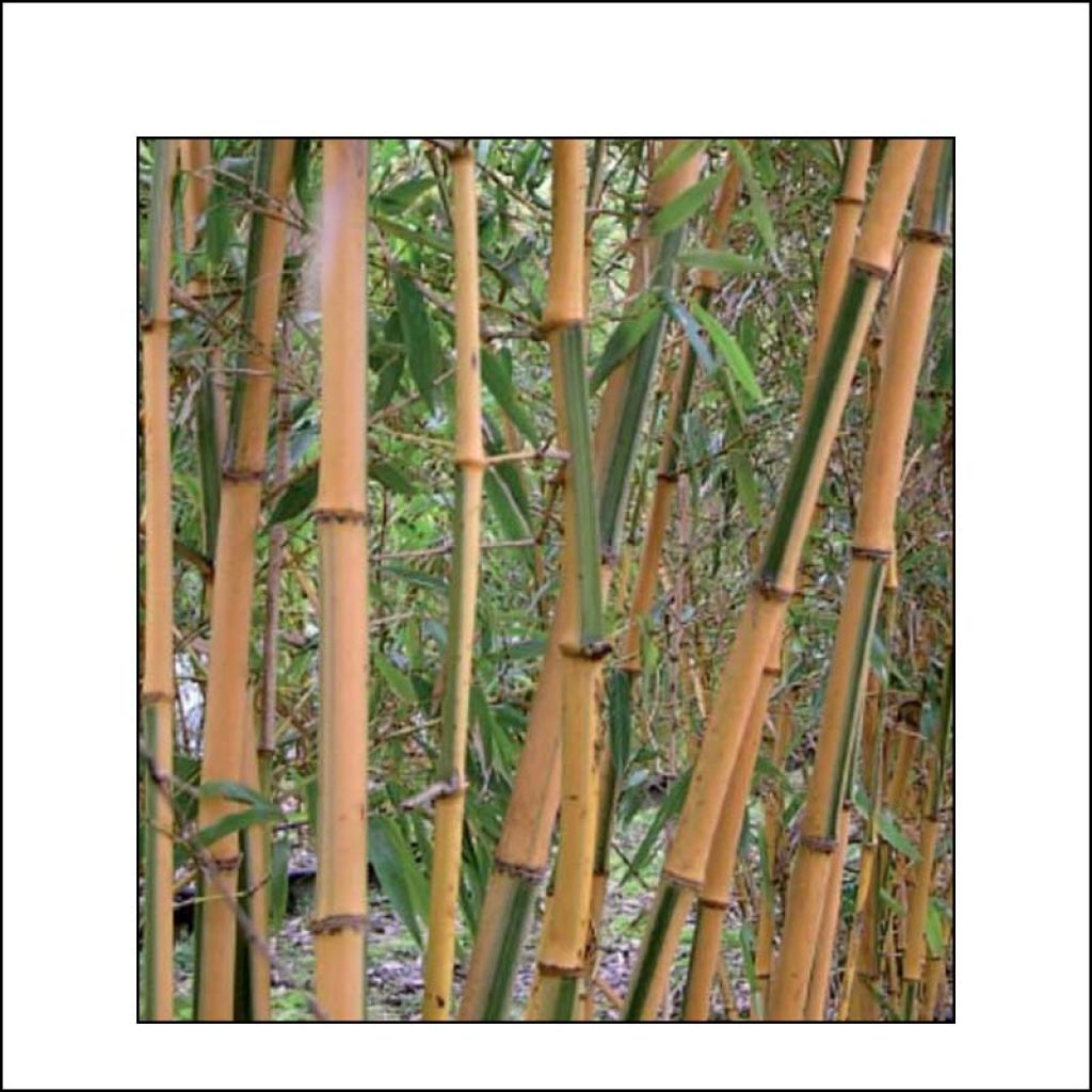 Phyllostachys bambusoides Castillonis - Bambou géant
