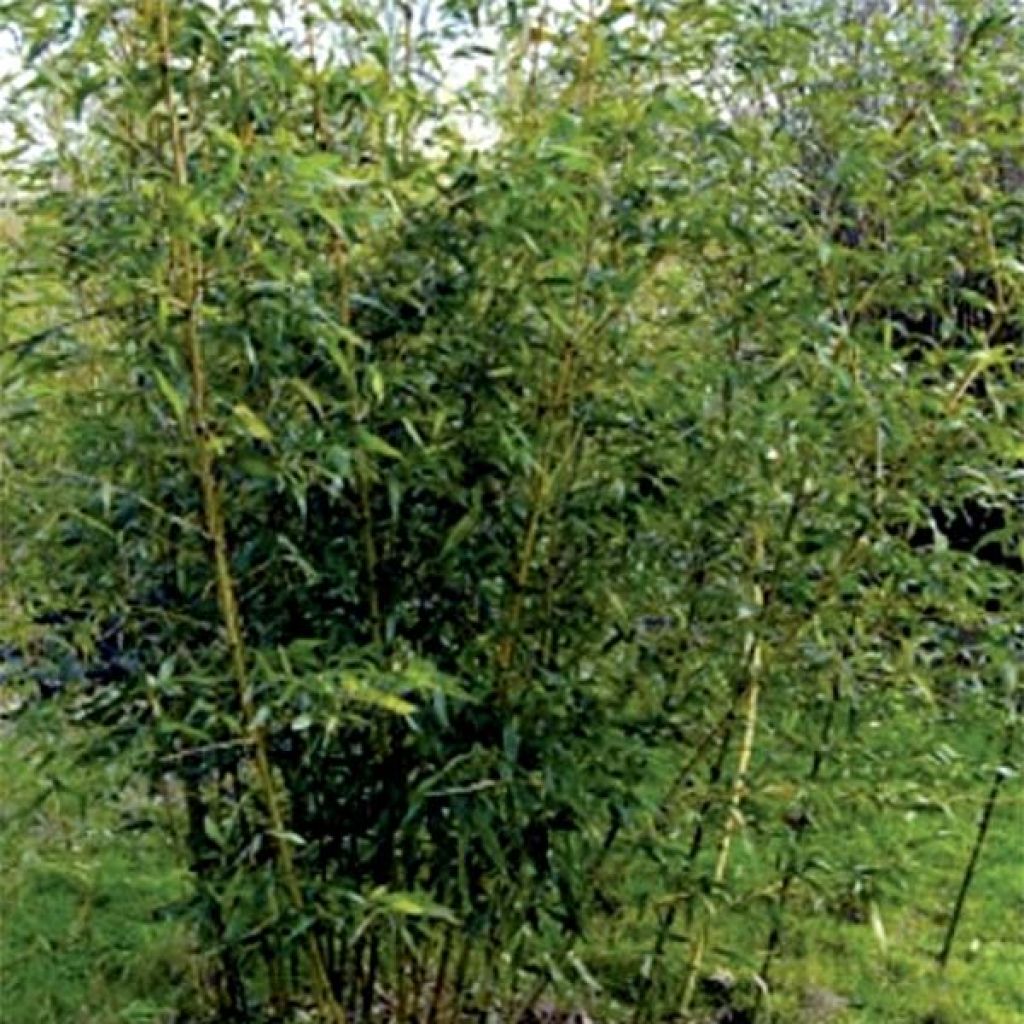 Phyllostachys bambusoides Castilloni Inversa - Bambou géant