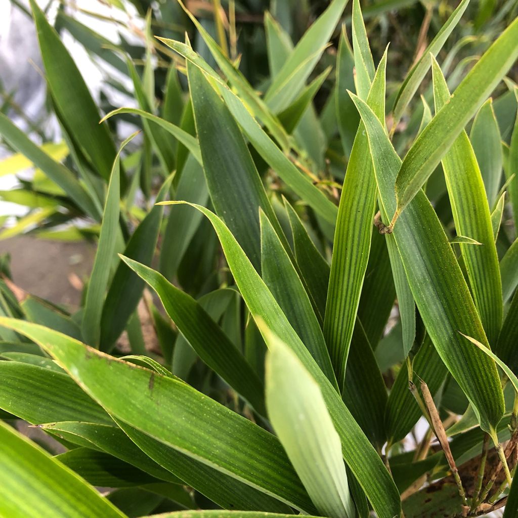 Phyllostachys heteroclada - Bambou en écailles de poisson