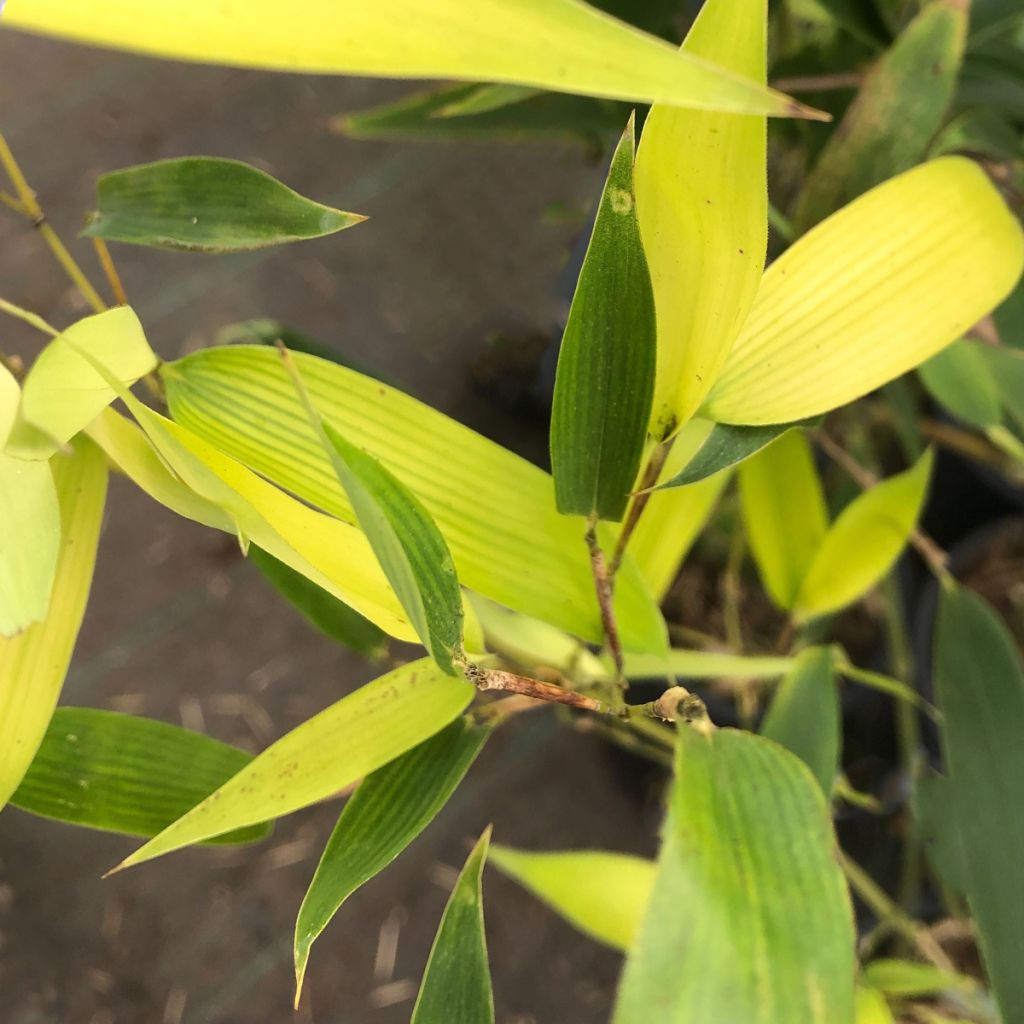 Phyllostachys heteroclada - Bambou en écailles de poisson