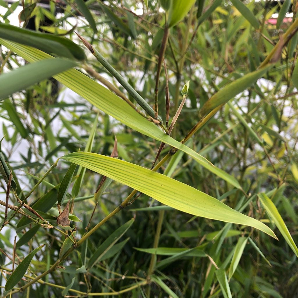 Phyllostachys heteroclada - Bambou en écailles de poisson