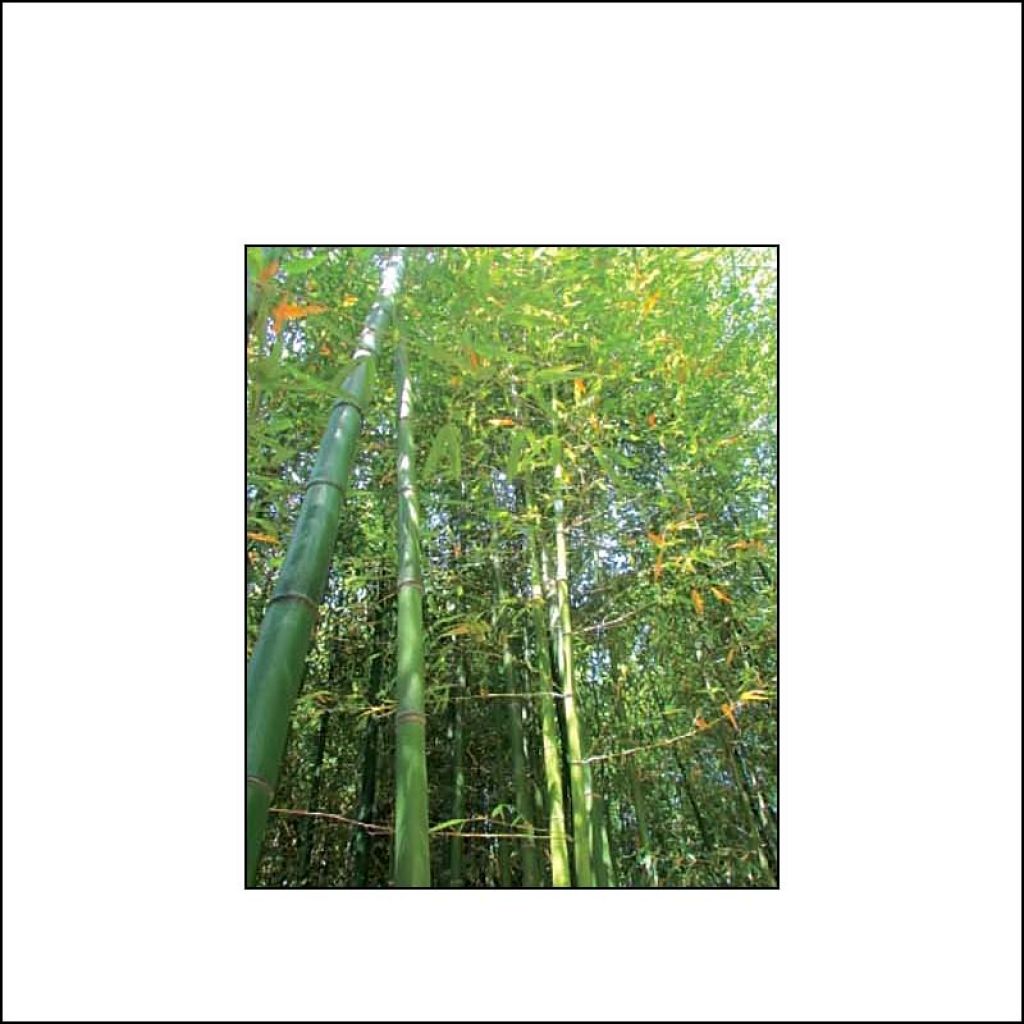 Phyllostachys iridescens - Bambou géant