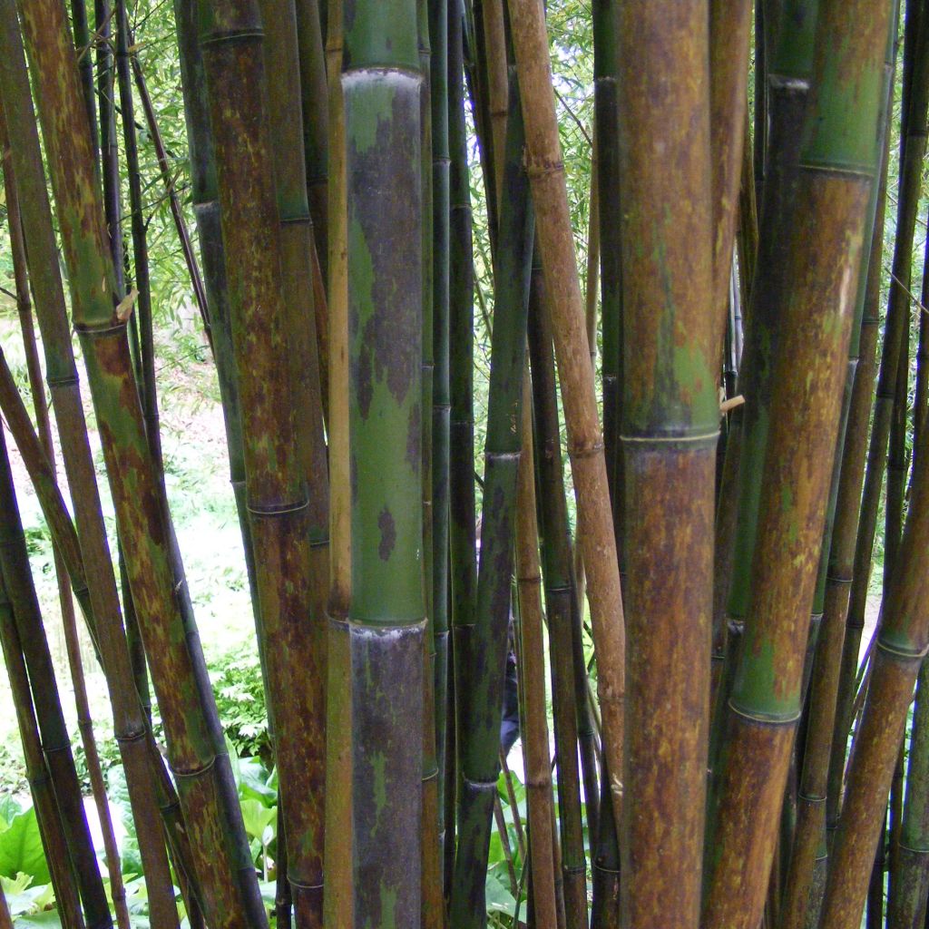 Phyllostachys nigra Boryana - Bambou géant