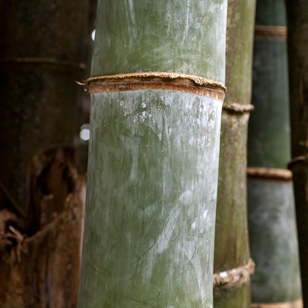 Phyllostachys nigra Henonis - Bambou géant