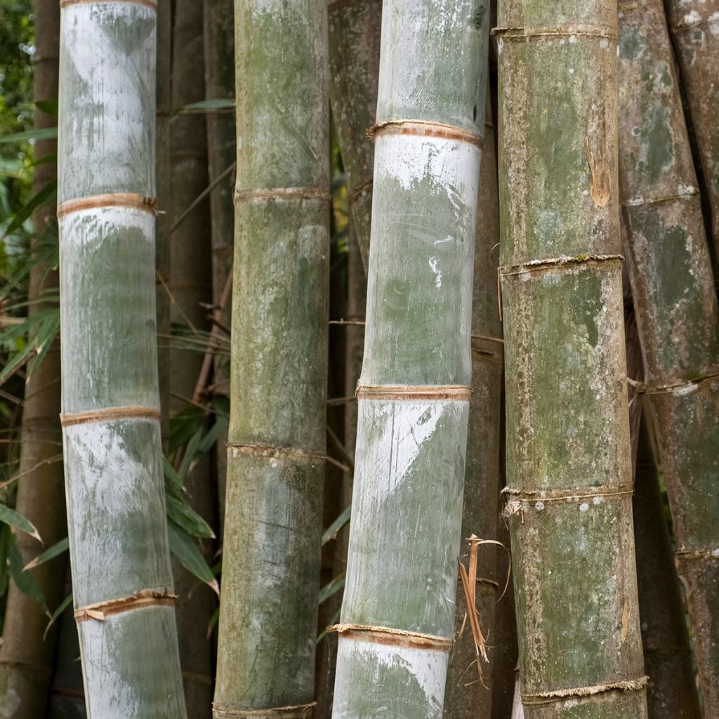 Phyllostachys nigra Henonis - Bambou géant