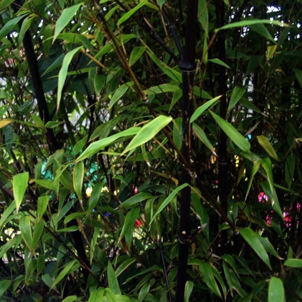 Bambou noir - Phyllostachys nigra en pot de 7,5L