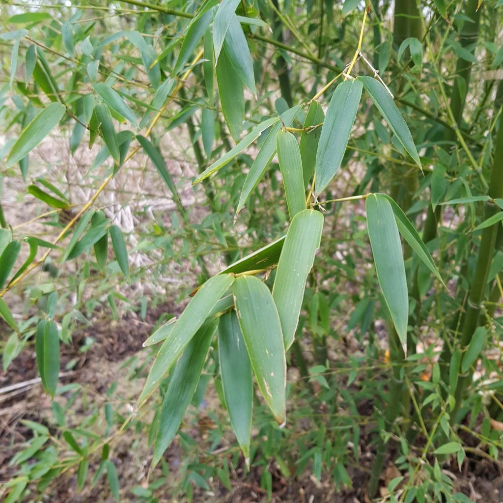 Phyllostachys parvifolia - Bambou géant